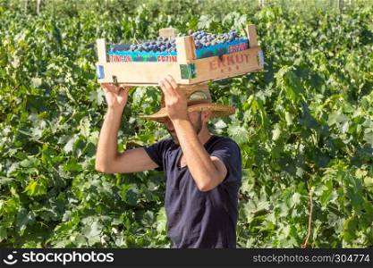Unidentified man holds crate of grapes at harvesting in the vineyard.Uzumlu,Erzincan,Turkey.07 September 2014. Unidentified Worker works in vineyard, Uzumlu, Erzincan, Turkey