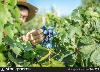Unidentified man holds Fresh Bunch of Grapes In The Vineyard,Uzumlu,Erzincan,Turkey.07 September 2014. Unidentified Worker works in vineyard,Uzumlu,Erzincan,Turkey