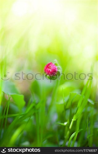Unique Bellis, English daisy, bud flower in green grass macro shot with sunlighr rays and copy space