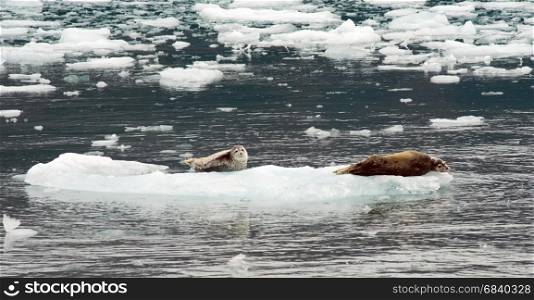 Uniquely marked sea lions rest on ice in Kenai Fjords