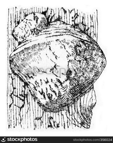 Unit of fruiting Polyporus hartigii, vintage engraved illustration. 