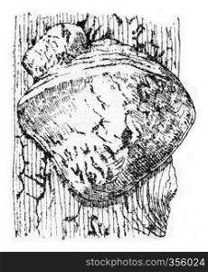 Unit of fruiting Polyporus hartigii, vintage engraved illustration. 