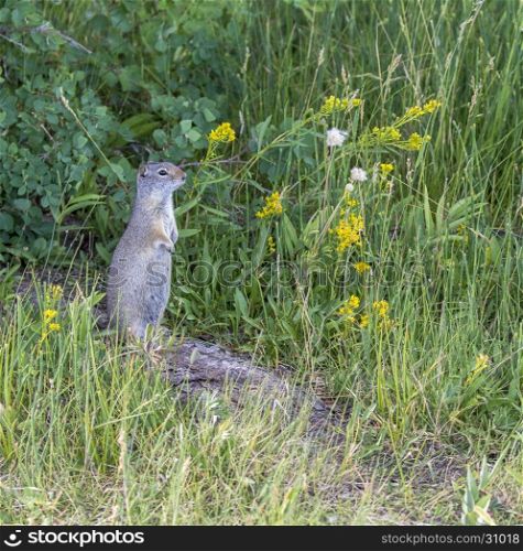 Unita ground squirrel on log with yellow flowers and grass in the Tetons