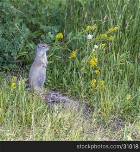 Unita ground squirrel on log with yellow flowers and grass in the Tetons
