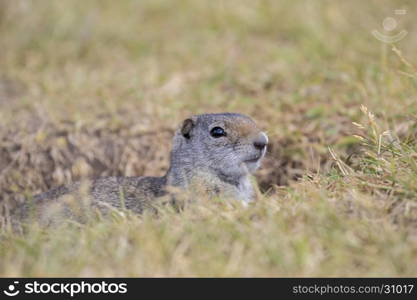 Unita ground squirrel peeking out of burrow with grass in the Tetons