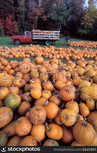 Unloading pumpkins, Paxton, Massachusetts