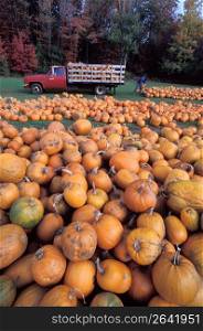 Unloading pumpkins, Paxton, Massachusetts