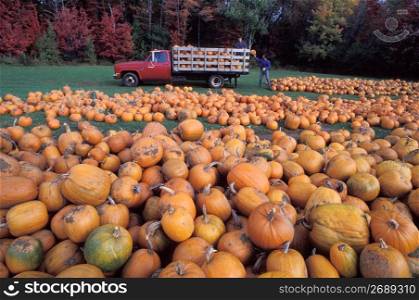 Unloading pumpkins. Paxton, Massachusetts