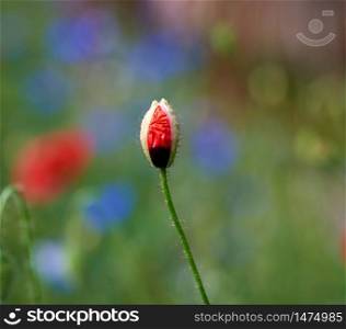 unopened bud of red poppy in the field, spring day, close up