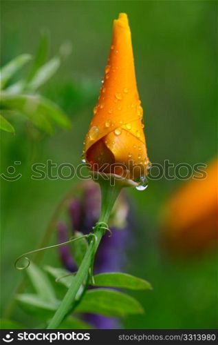 Unopened California Poppy. A single unopened Orange California poppy covered in small water droplets after a springtime rain shower with the tendrils of a wild Pea plant wrapping around the flower stem