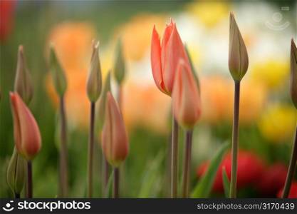 Unopened Tulips