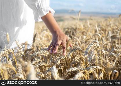 Unrecognizable woman gently touches growing wheat at golden sunset. Carefree female walking along a crop field is touching the rye. High quality photo.. Unrecognizable woman gently touches growing wheat at golden sunset. Carefree female walking along a crop field is touching the rye.