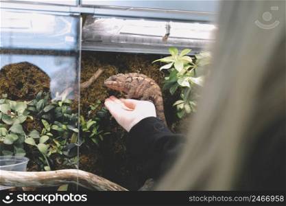 unrecognizable woman touching chameleon