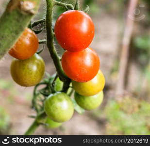 Unripe and ripe cherry tomatoes on a branch in a garden.