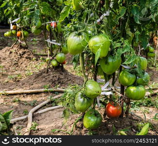 Unripe and ripe tomatoes on a branch in a garden.. Unripe and ripe tomatoes on a branch in a garden.