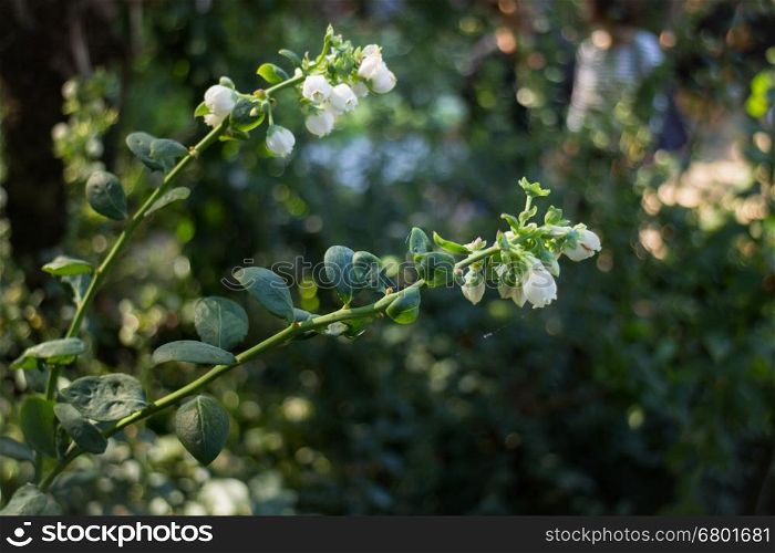 Unripe blueberries growing plant in the garden, stock photo