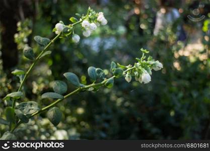 Unripe blueberries growing plant in the garden, stock photo