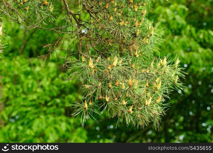 Unripe coniferous on pine in summer