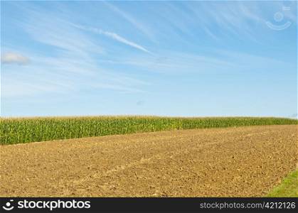 unripe corn. field of corn