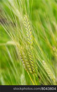 Unripe ears of green rye in the field close-up; vertical image