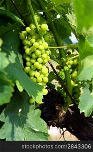 Unripe grapes on the vine