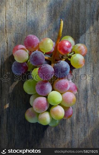 Unripe grapes with dew drops