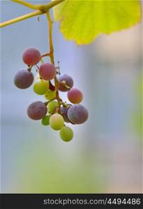 Unripe grapes with leaves at vineyard