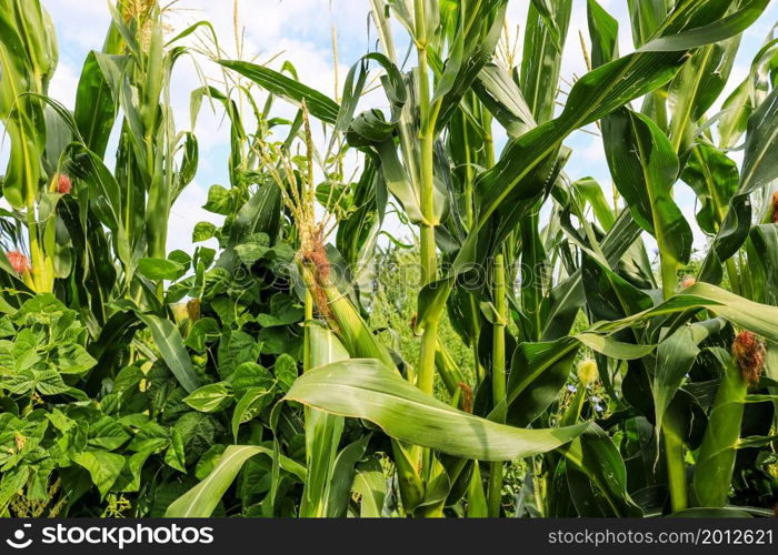 Unripe green corn in the garden. Corn stalks, flowers and leaves on a sunny day.
