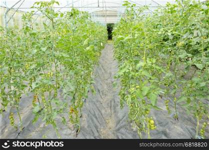 Unripe green tomatoes growing in a greenhouse. tomatoes in greenhouses