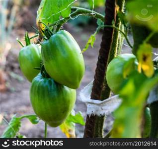 Unripe green tomatoes growing on a branch in the garden.