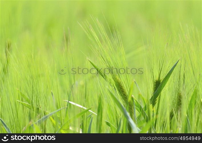 Unripe green wheat field