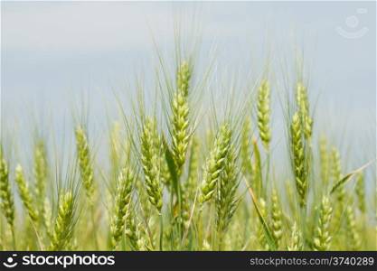 Unripe green wheat in the field