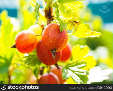 Unripe hinomeaki ribes at closeup