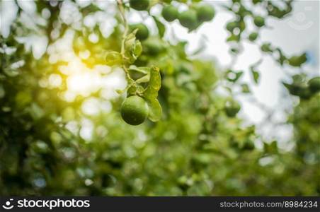 Unripe lemons in a garden with lemons background, Harvest of green lemons hanging on the branches. Green lemons on a branch with background of lemons out of focus