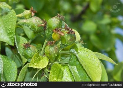 unripe pears on a tree after rain