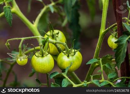 Unripe raw green tomatoes on a branch growing in the garden.