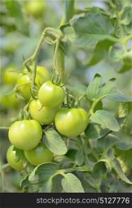 Unripe tomatoes growing in a greenhouse