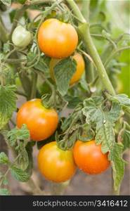 Unripe tomatoes growing in garden .