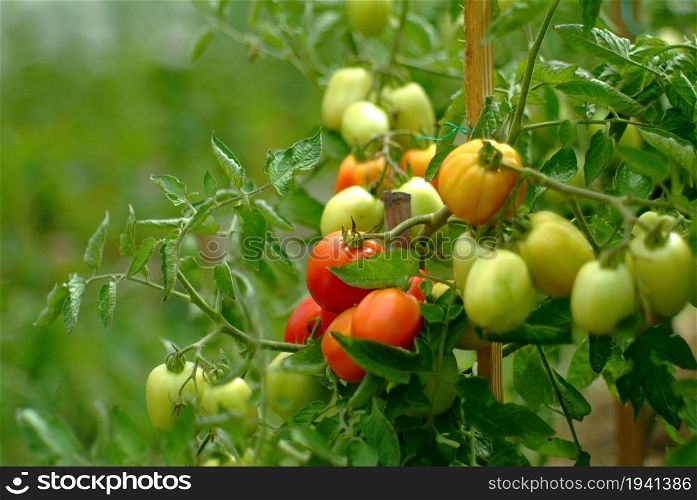 unripe tomatoes on a bed in the village, lens Jupiter 9. unripe tomatoes on a bed in the village