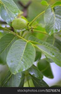 Unripe walnut and walnut tree (Juglans regia) in spring rain