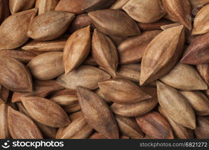 Unshelled pili nuts from the Philippines full frame