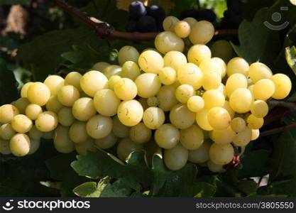 Unsprayed natural grapes in village garden