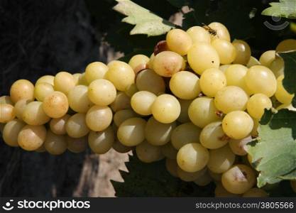 Unsprayed natural grapes in village garden