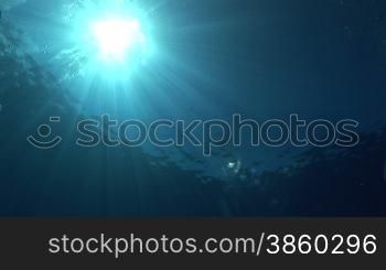 Unterwasser mit Blick zur Sonne