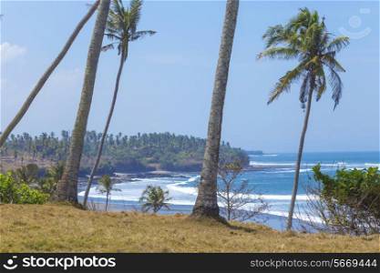 Untouched sandy beach with palms trees and azure ocean in background panorama