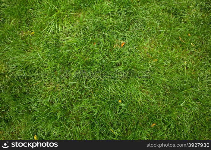 untrimmed green lawn background