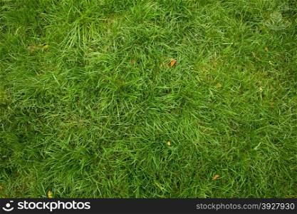 untrimmed green lawn background