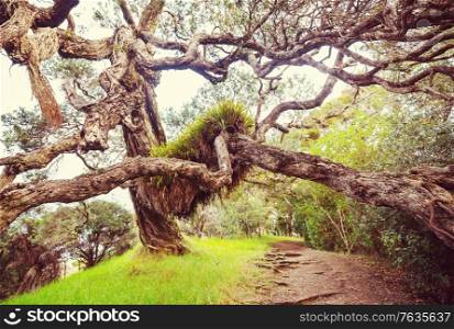 Unusual Big tree in New Zealand. Wanderlust concept