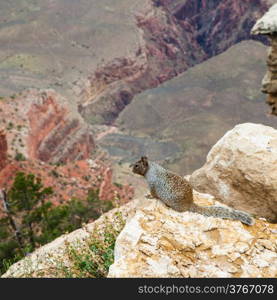 Unusual Grand Canyon view with a groud squirrel on foreground