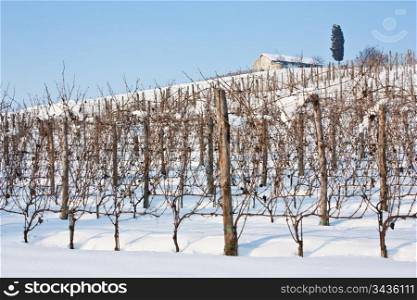 Unusual image of a wineyard in Tuscany (Italy) during winter time
